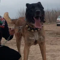 سگ سرابی پژدر سراب عراقی نگهبان|سگ|رباطکریم, نصیرشهر|دیوار