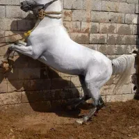 فروش اسب مادیان