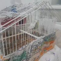 مرغ عشق وسایل قفس لانه و.. بزن روی این تا ببینید