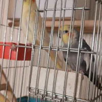 تعدادی پرنده زینتی مولد|پرنده|باسمنج, |دیوار