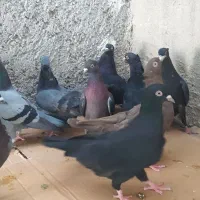 12 کبوتر سیاه و سبز و زرد|پرنده|خورموج, |دیوار