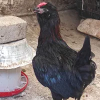 خروس گلین سیاه چهل تاج ریشو