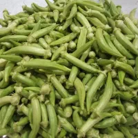 بذر بامیه شرط درجه یک از باغم|گل و گیاه طبیعی|شادگان, |دیوار