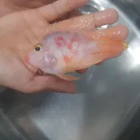 ماهی پرت رنگی (طوطی ماهی )|ماهی|شاهرود, |دیوار