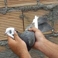 کبوتر دورگ پلاکی و رنگی