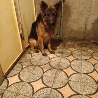 واگذاری ژرمن جوان