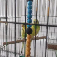 یک جفت مرغ عشق