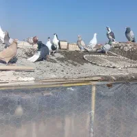 چهل تا کفتر رنگه و المانی پرشی