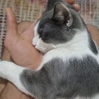 گربه ای پنج ماه گمشده|حیوانات|فردیس, سپید دشت|دیوار