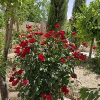 فروش باغ شهری لوکس و زیبا با تمام امکانات|فروش خانه و ویلا|مرودشت, ده بید|دیوار