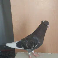 جوجه کبوتر|پرنده|شیراز, پودنک|دیوار