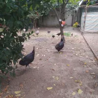 انواع مرغ و جوجه و اردک اسرائیل و بوقلمون