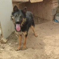 سگ ژرمن شیش ماهه
