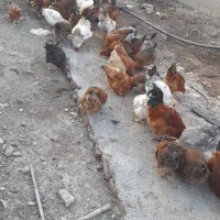 مرغ تخم گذارمحلی