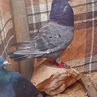 کفتر درجه یک مست