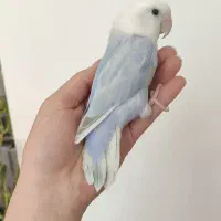 کوتوله نر نیمه رام|پرنده|بوشهر, |دیوار