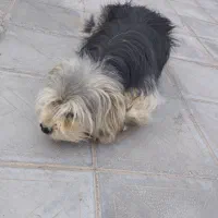 سگ پا کوتا ماده