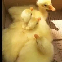 جوجه قوقاز اوکراینی