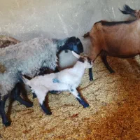 بز و بزغاله.نربز الپاین فرانسوی