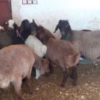 بره و یک عدد بز چاغ|حیوانات مزرعه|نورآباد, |دیوار