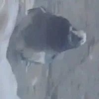 کبوتر پشتدار و ابلغ هردو  گم شده در گلشهر شاهگلی|حیوانات|تبریز, |دیوار