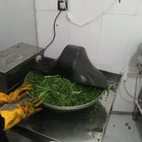 استخدام نیروی خانم دائم|استخدام بازاریابی و فروش|تربت جام, مطهری|دیوار