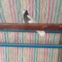 طوقی|پرنده|نیشابور, فضل|دیوار