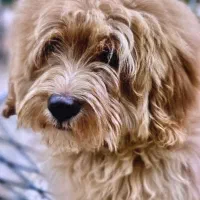 واگذاری سگ پاپی