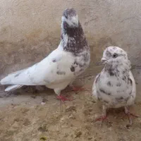 یه جفت کفتر ناب