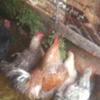 مرغ تخمگذار