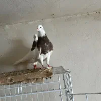 چند عدد کبوتر طوقی جوجه و بزرگ|پرنده|خورموج, |دیوار