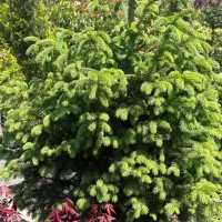 300 متر روستای برند لیش ۲۰۰ متر پروانه