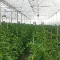 تعمیرات سازه گلخانه و کشیدن دوپوش