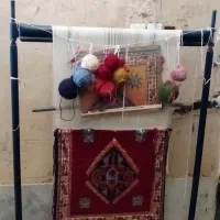 دارقالی باقالی ۵۰ درصدبافته شده