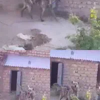 حیوانات خانگی