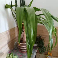 گل طبیعی|گل و گیاه طبیعی|صدرا-فارس, فاز ۲|دیوار