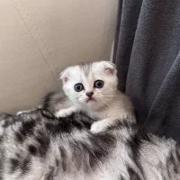 بریتیش اسکاتیش دختر