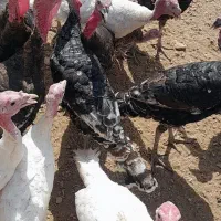 فروش بوقلمون محلی