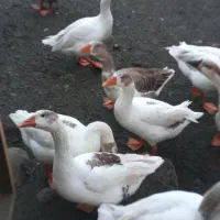 سلام حیوان مزرعه غاز