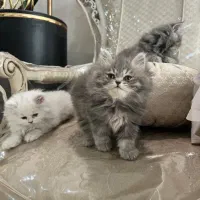 توله گربه ۲ ماهه میکس مین کوین وبریتیش