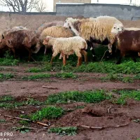 4میش بره دار ، میش ابستن ، گوسفند بره قوچ