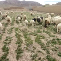 68000000|حیوانات مزرعه|آباده, |دیوار