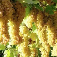 نهال های پر فروش و اقتصادی|خدمات باغبانی و درختکاری|مشهد, آیت الله کاشانی|دیوار