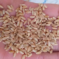 گندم چمران|حراج|سوسنگرد, |دیوار