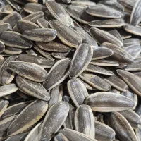 تخمه آفتابگردان ایرانی