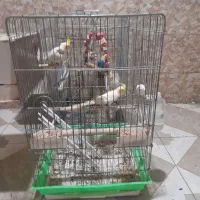 عروس هلندی معاوضه با سهره یا قناری