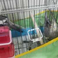 پرنده-عروس هلندی-جفت