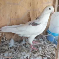 فروش یک عدد کبوتر