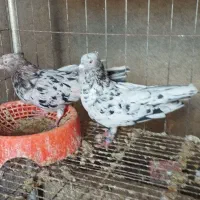 کفتر سار