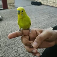 مرغ عشق